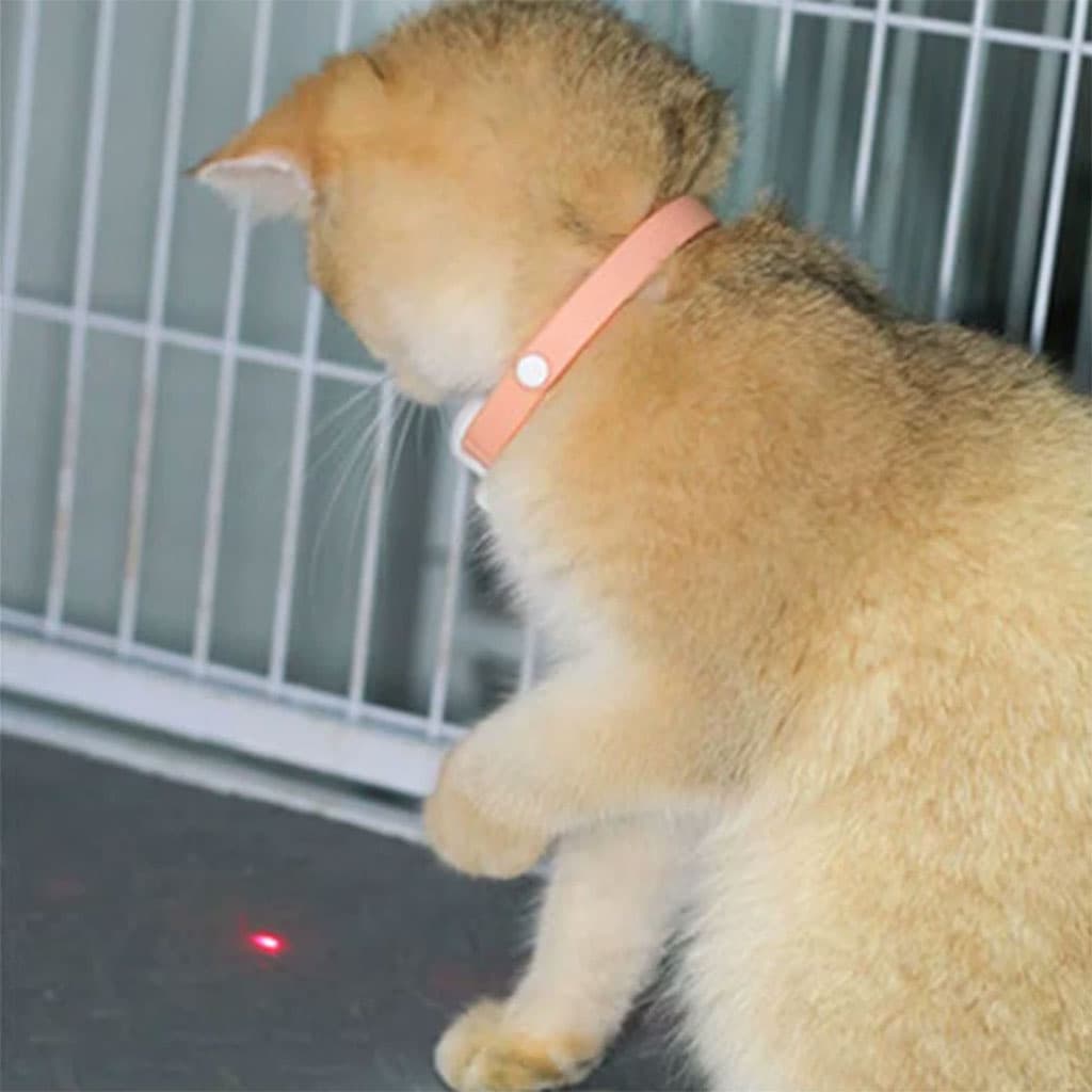 Collier Laser LED un Jouet Interactif pour Chat – سوار ليزر للقطط - Divers - صورة 3